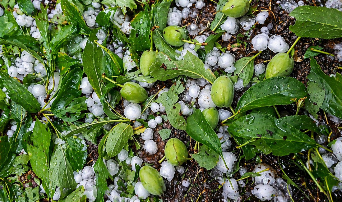 Malatya’da etkili olan sağanak ve dolu yağışının kayısı üretiminde ağır
