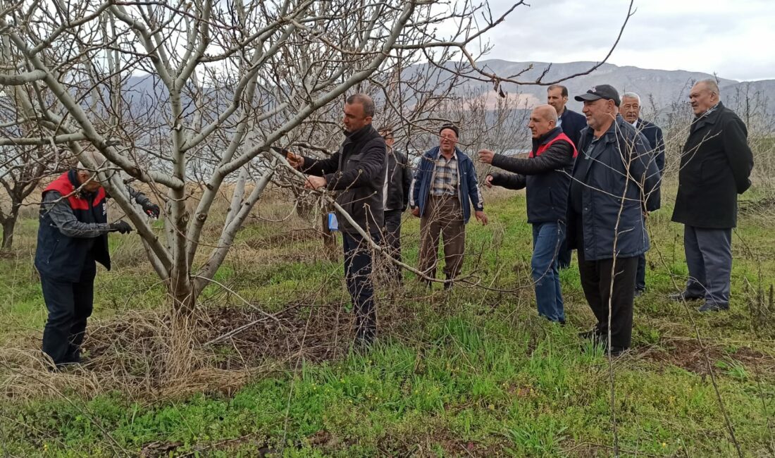 Kale ilçesinde çiftçilere yönelik uygulamalı meyve ağacı budama eğitimi düzenlendi.
