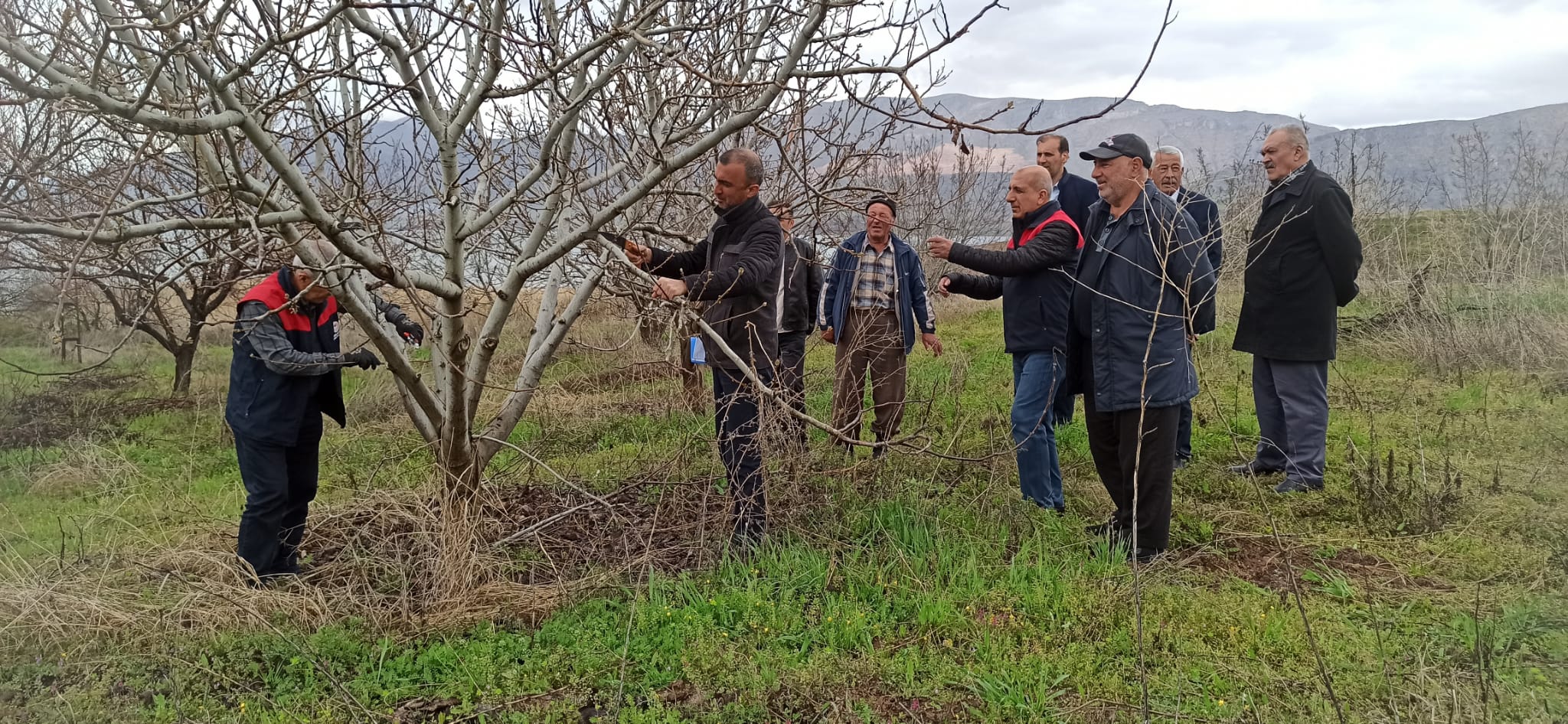 Kale ilçesinde çiftçilere yönelik uygulamalı meyve ağacı budama eğitimi düzenlendi.