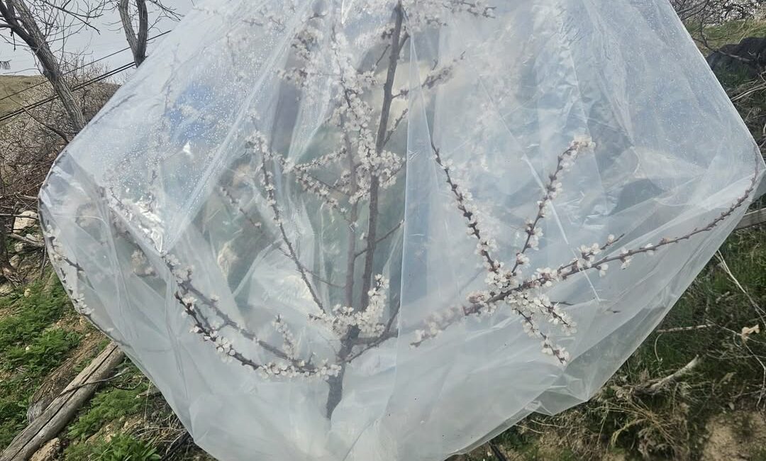 Malatya’da etkili olan soğuk hava ve kar yağışı, kayısı üreticilerini