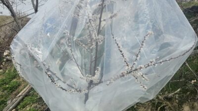 Malatya’da etkili olan soğuk hava ve kar yağışı, kayısı üreticilerini