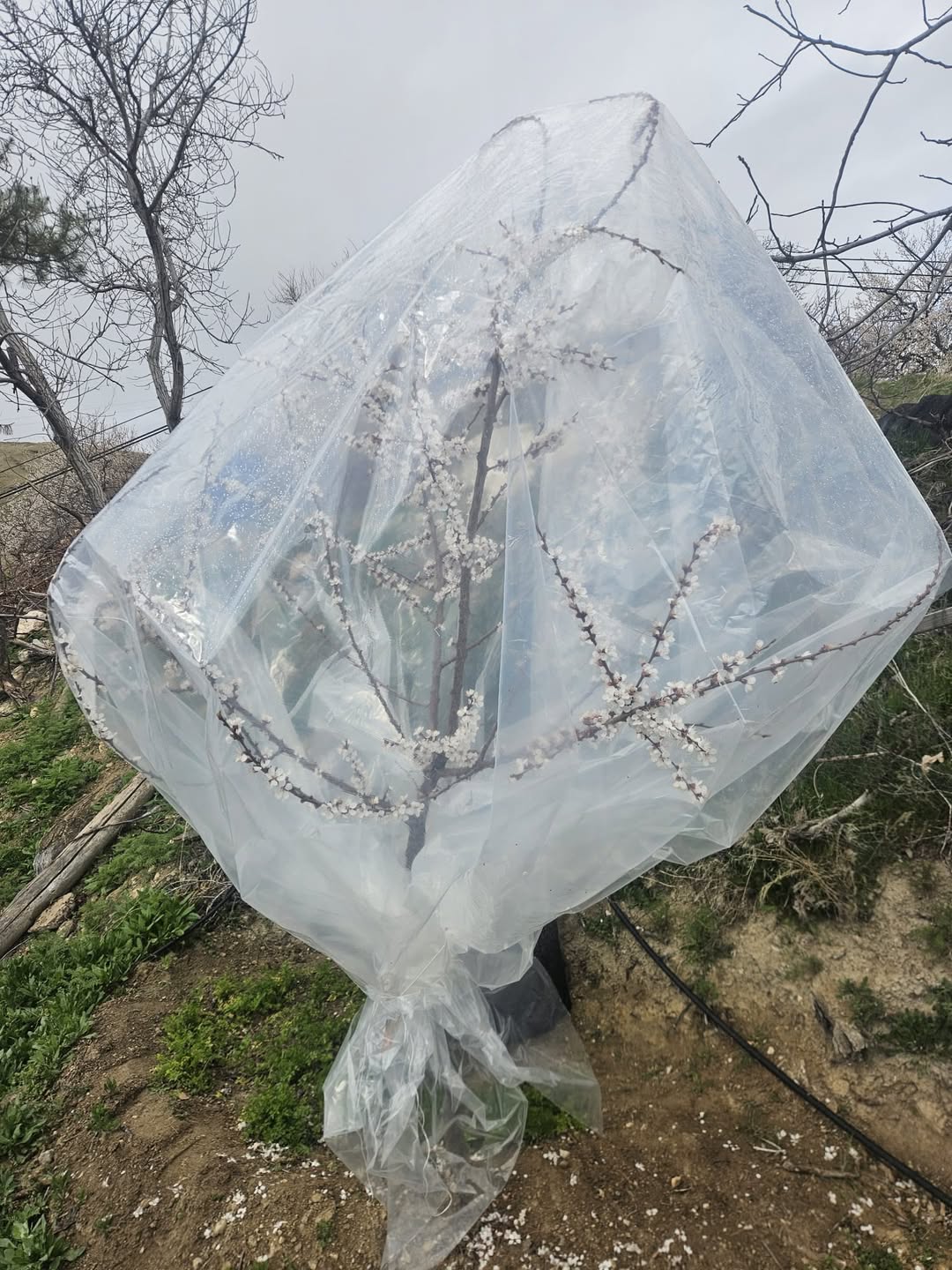 Malatya’da etkili olan soğuk hava ve kar yağışı, kayısı üreticilerini