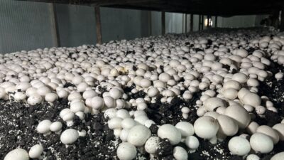 Akçadağ’da kurulan modern mantar üretim tesisi, aylık 15 tonluk kapasitesiyle