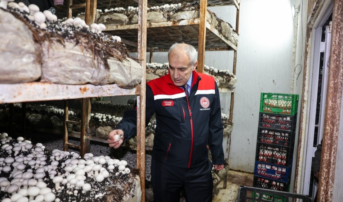 İl Tarım ve Orman Müdürü Osman Akar, Akçadağ’daki mantar üretim