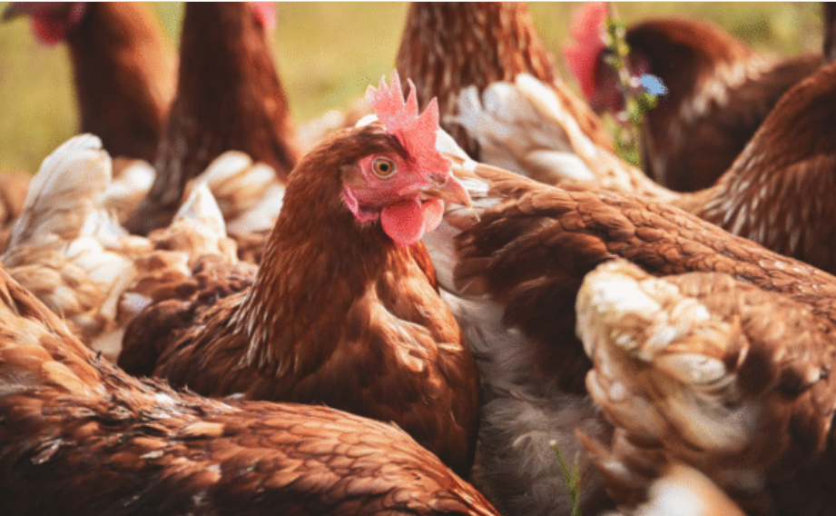 Ticaret Bakanlığı, başta kanatlı hayvan eti üretimi olmak üzere birçok