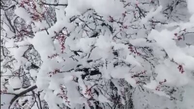 İlkbahar ortasında etkili olan kar yağışı Darende’de hayatı olumsuz etkilerken,
