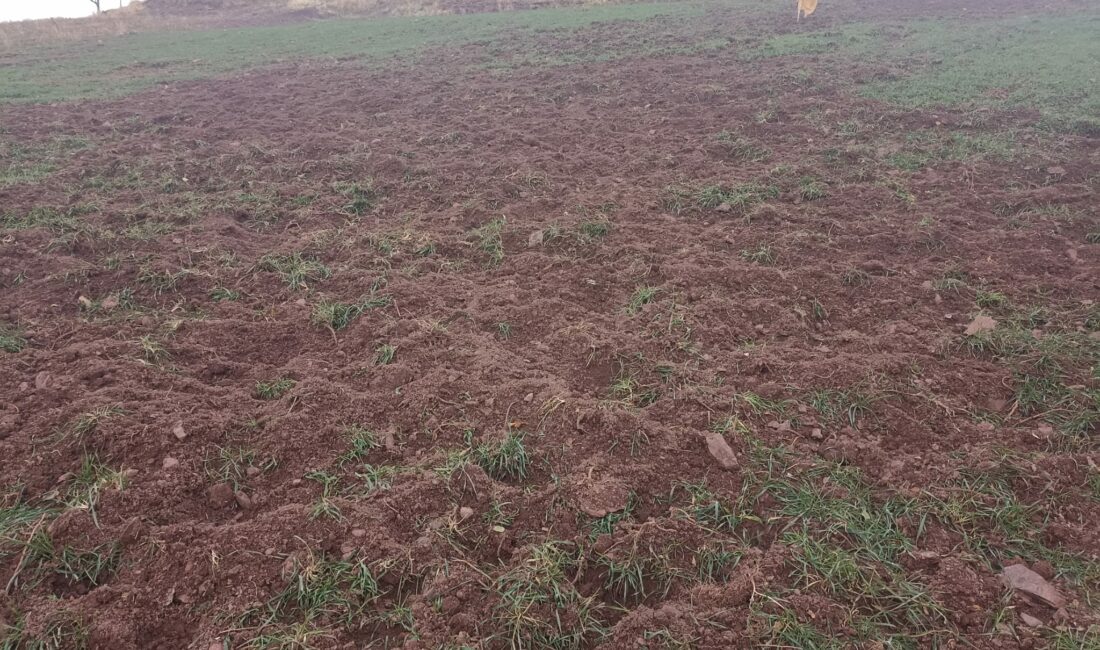 Pütürge ilçesine bağlı Arıtoprak Mahallesi’nde artan yaban domuzu popülasyonu, tarım