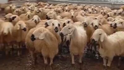 Darende’ye bağlı Yarımca Mahallesi’nde 25 yıldır küçükbaş hayvancılıkla uğraşan Servet