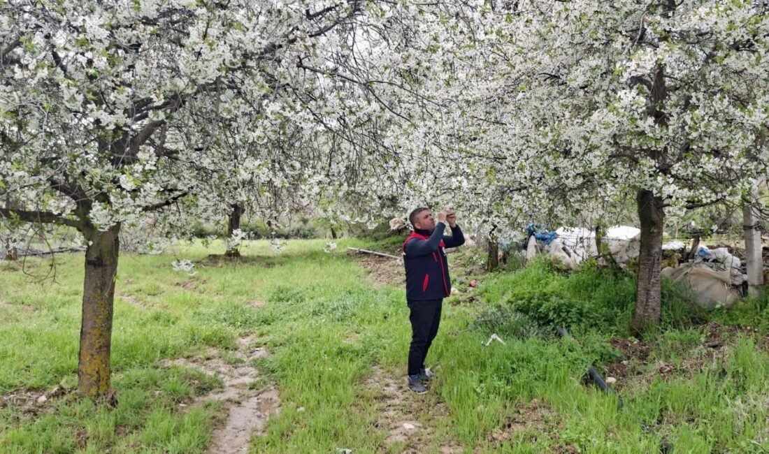 Afyonkarahisar’da zirai don riskine karşı tarım arazilerinde saha kontrolleri hız