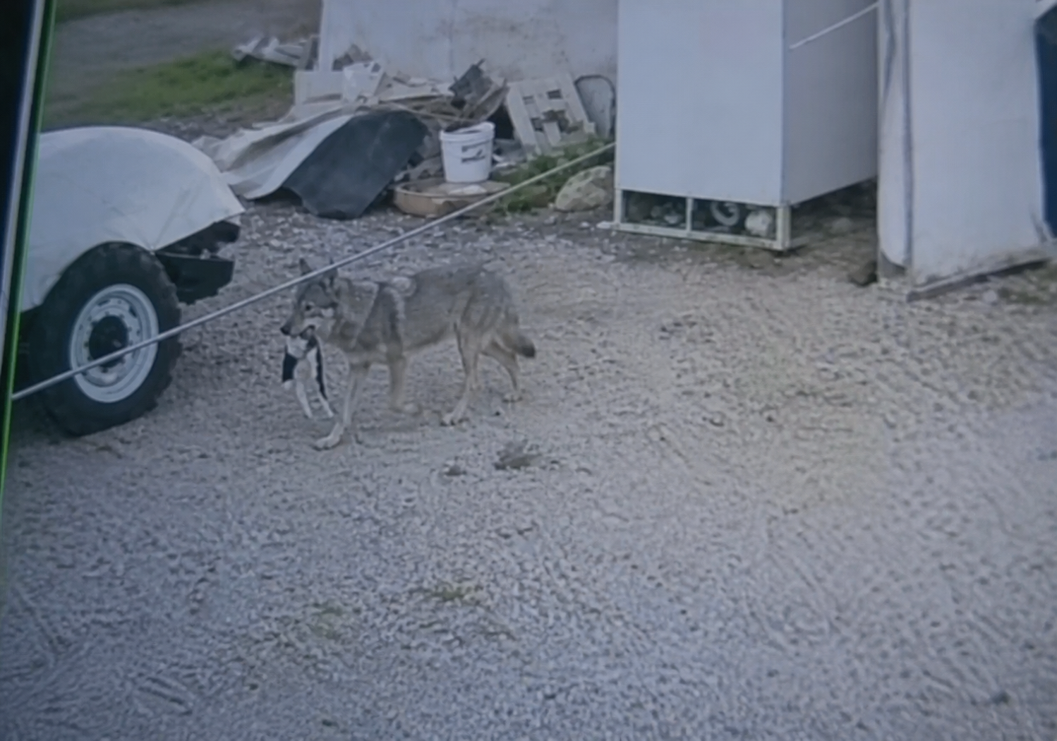 Darende’de bazı mahallelerde kurtların yerleşim yerlerine inerek evcil hayvanlara saldırılarması