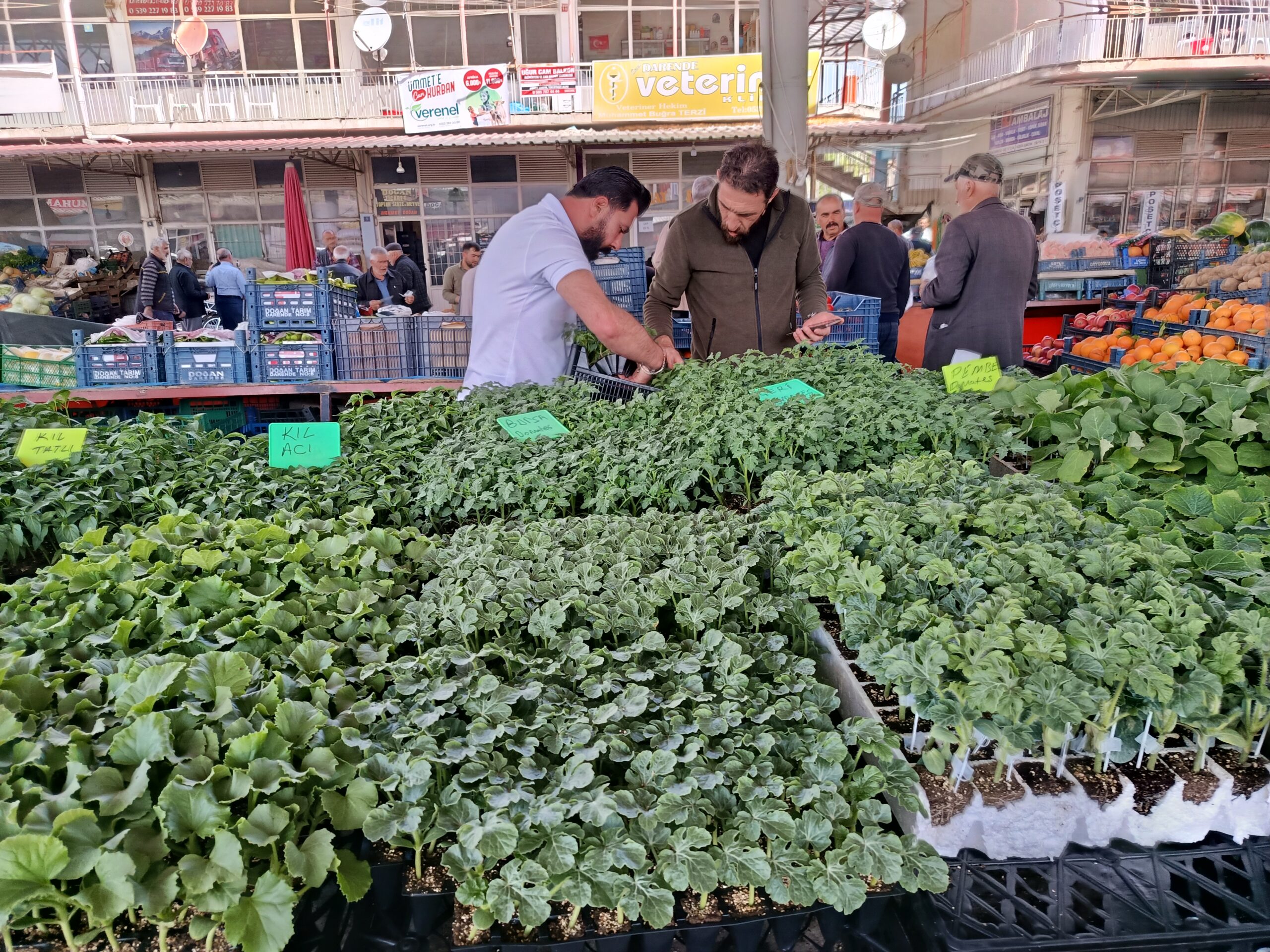 Malatya’nın Darende ilçesinde artan sebze fiyatları, vatandaşları kendi sebzesini üretmeye