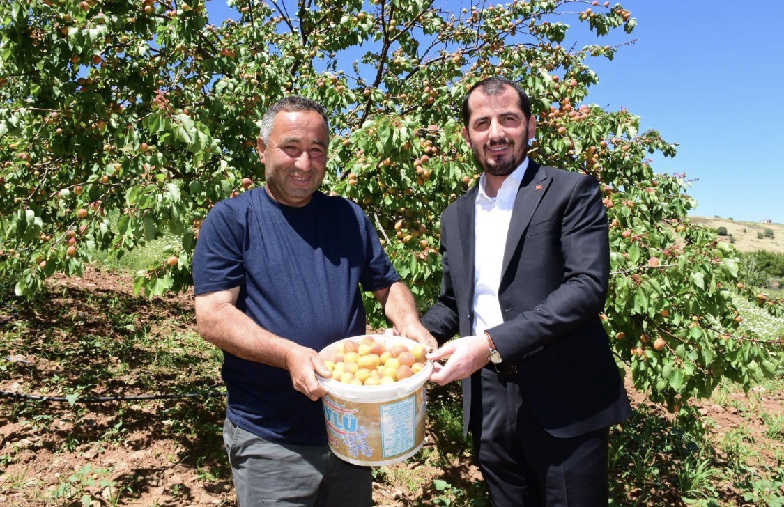 Geçen yıl zirai don nedeniyle ürün alınamayan Malatya’da bu sezonun