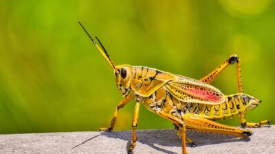 Adıyaman’ın Kahta ilçesinde jandarma ekiplerince gerçekleştirilen denetimlerde, doğadan topladıkları çekirgelerle
