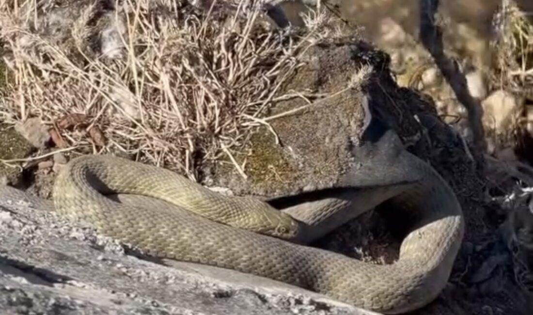 Darende ilçesinde Tohma Çayı üzerindeki köprünün altında görüntülenen büyük yılanlar,