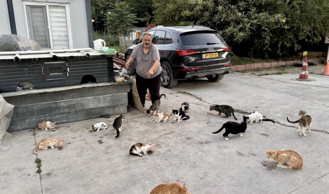 Dilek Mahallesinde yaşayan Mehmet Açıkkaşlı, yıllardır sokak kedilerini kendi imkânlarıyla