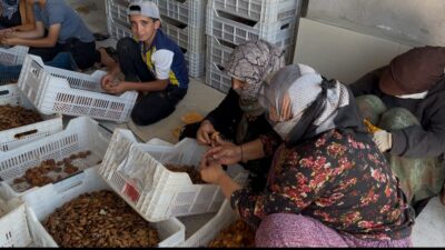 Malatya’da kayısı hasadı sürerken üreticinin fiyat tepkisi büyüyor. Yeşilyurt’un Cumhuriyet